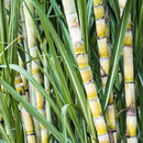 TePe GOOD™ Compact Soft - Manual Toothbrush | SmileShop , Green, Manual, Nature, Toothbrush